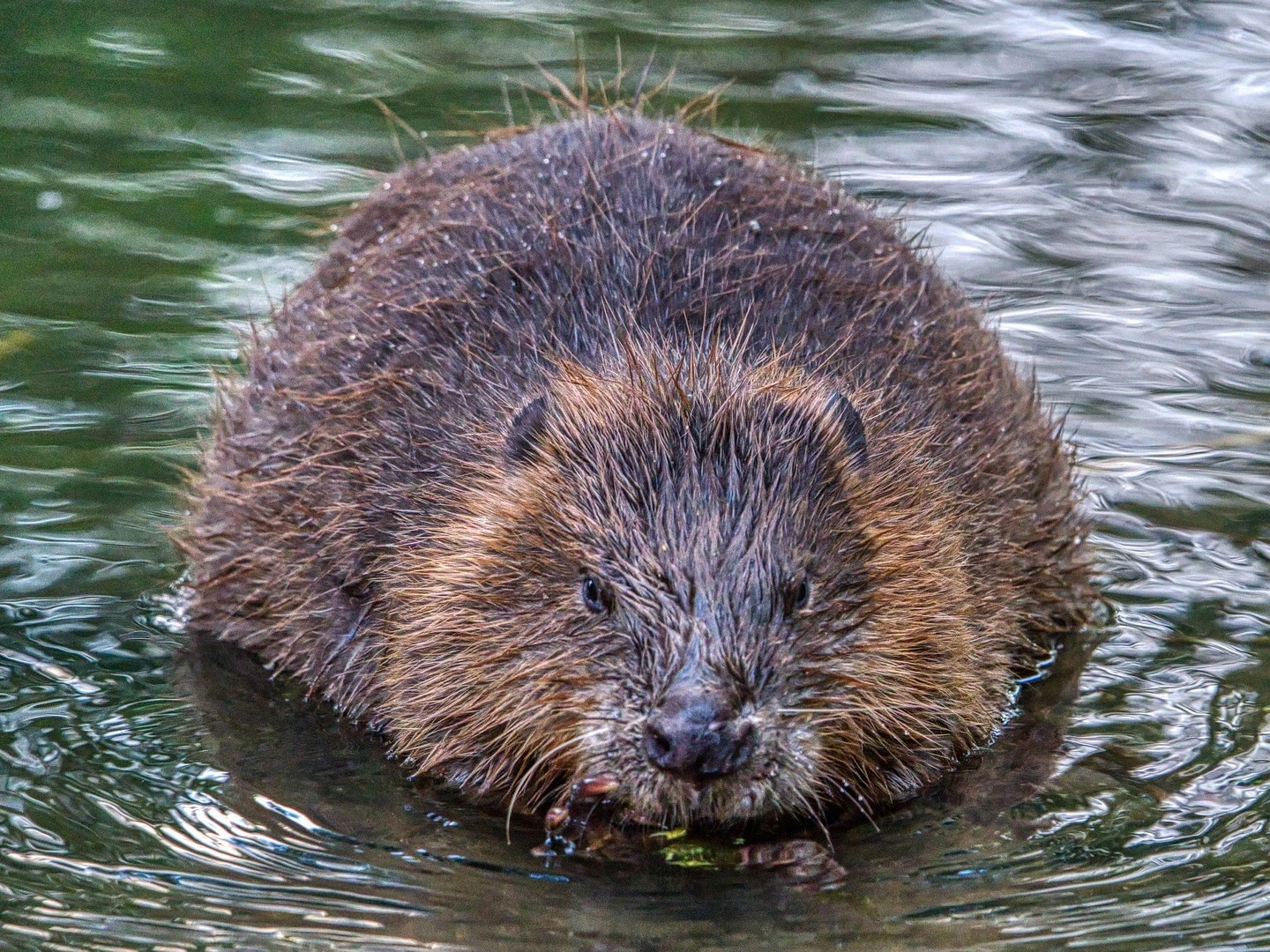 bever-spotten-linge-fluisterboot-huren-ecorecreatie