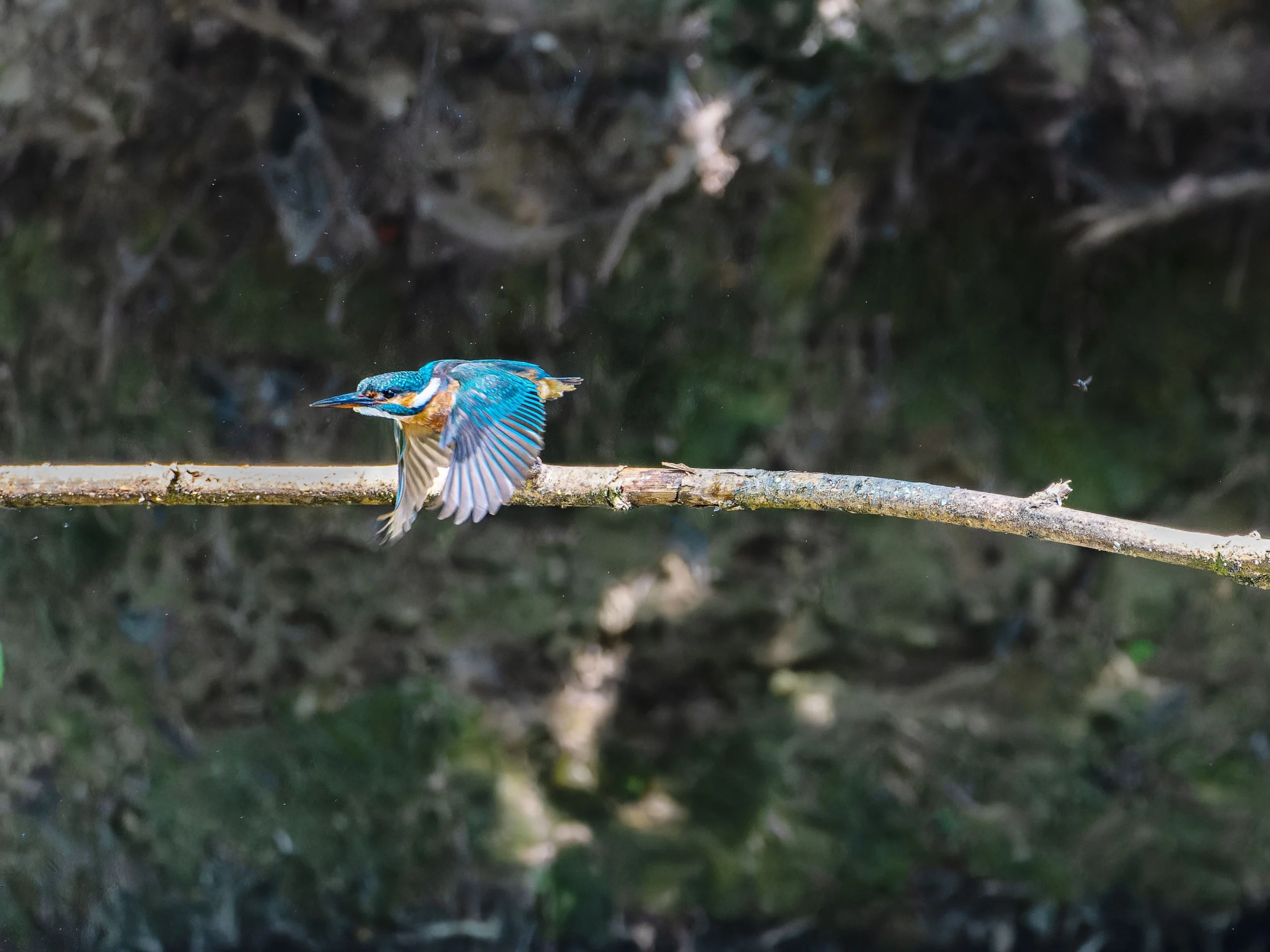 IJsvogel langs de rivier de Linge