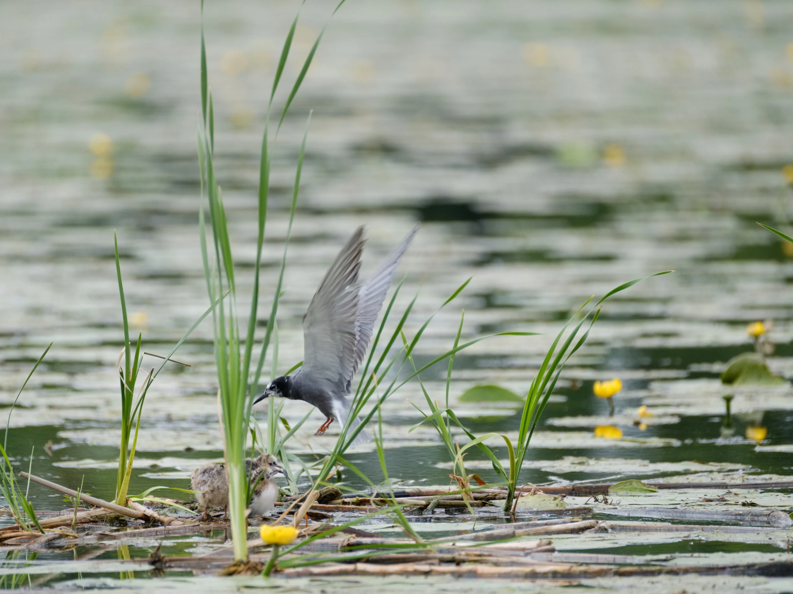 zwarte-stern-linge-fluisterboot-ecorecreatie