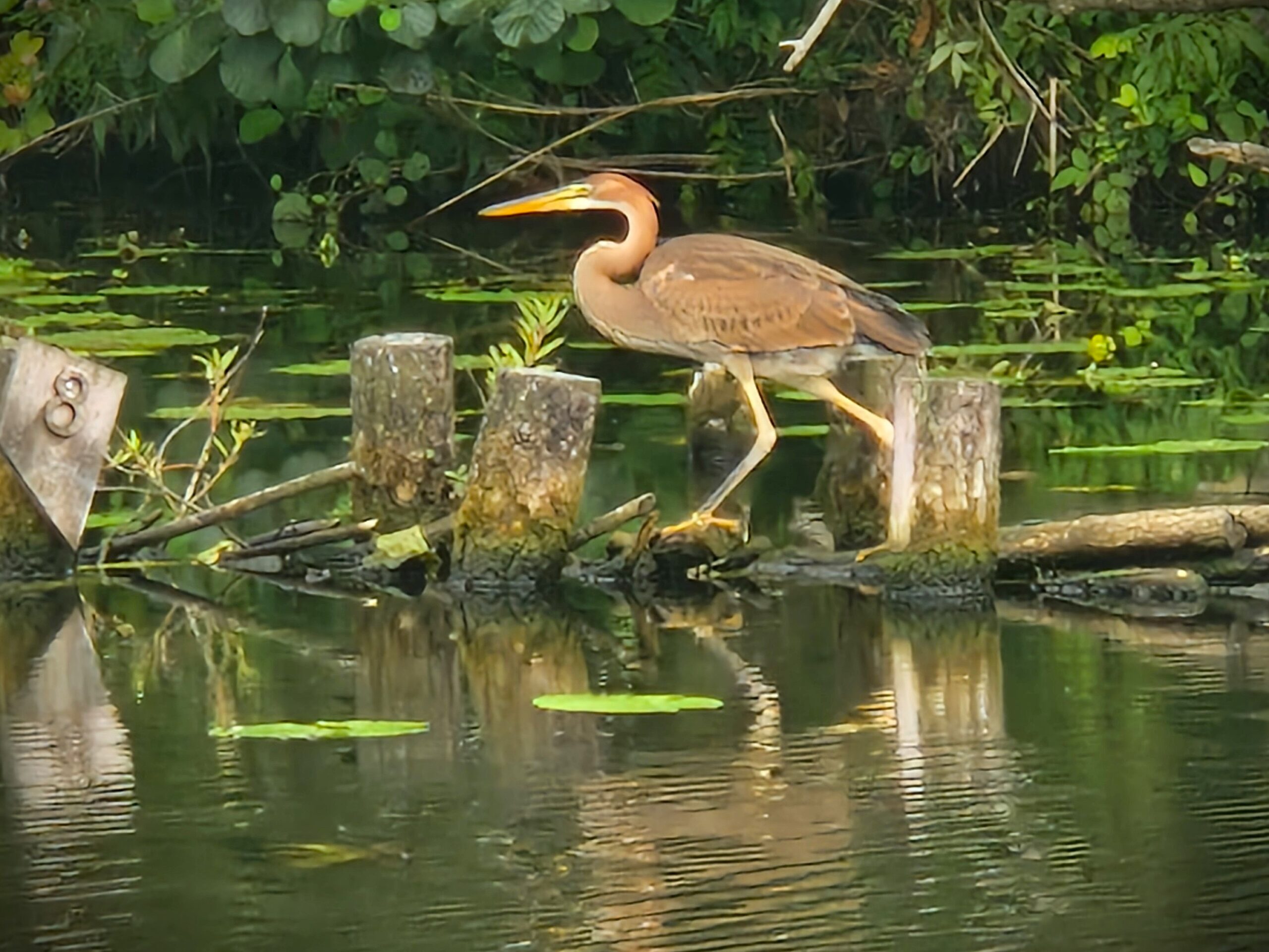 Purperreiger tussen het riet langs de Linge gezien vanaf een fluisterboot van EcoRecreatie.